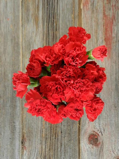 ARAGON RED MINI CARNATIONS